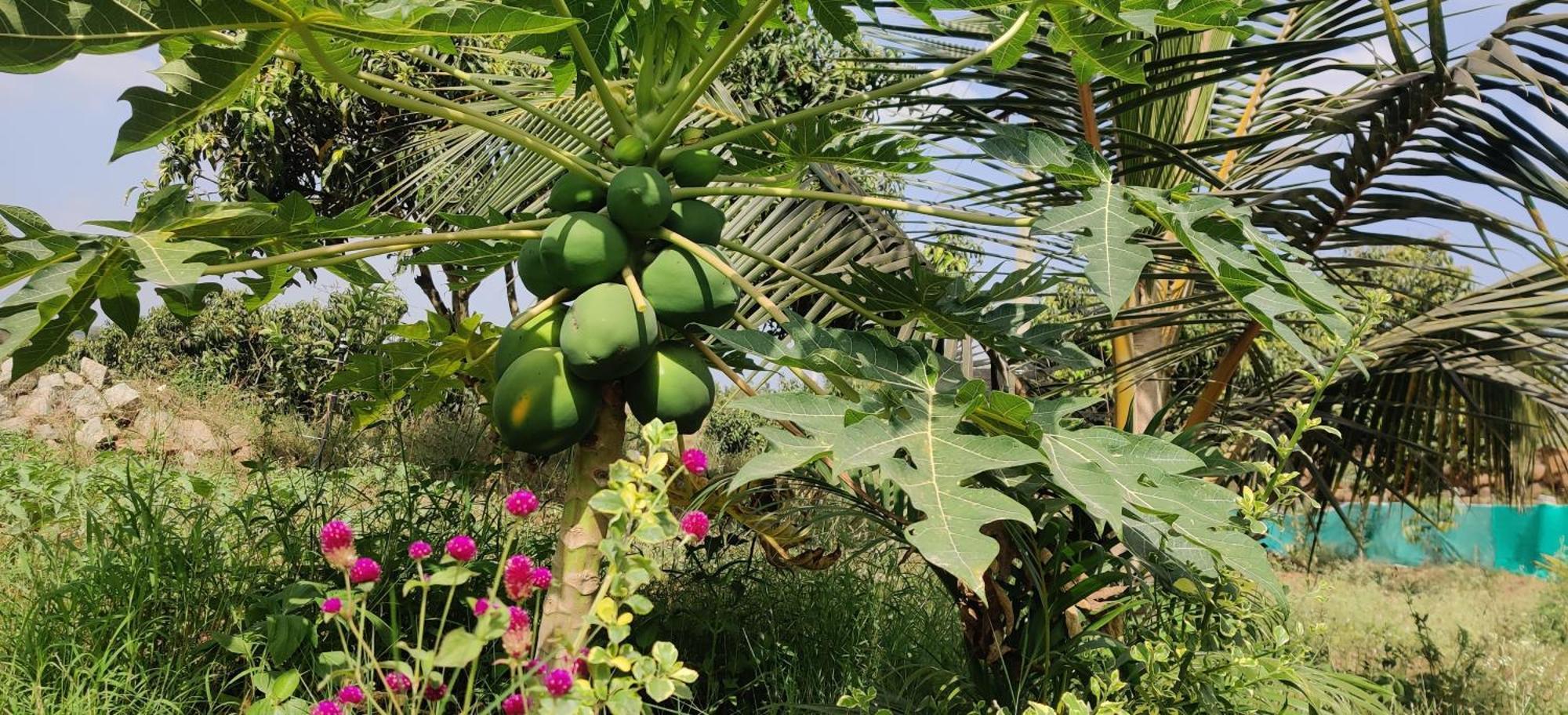 Rabbit Hill Farm Villa Bangalore Esterno foto